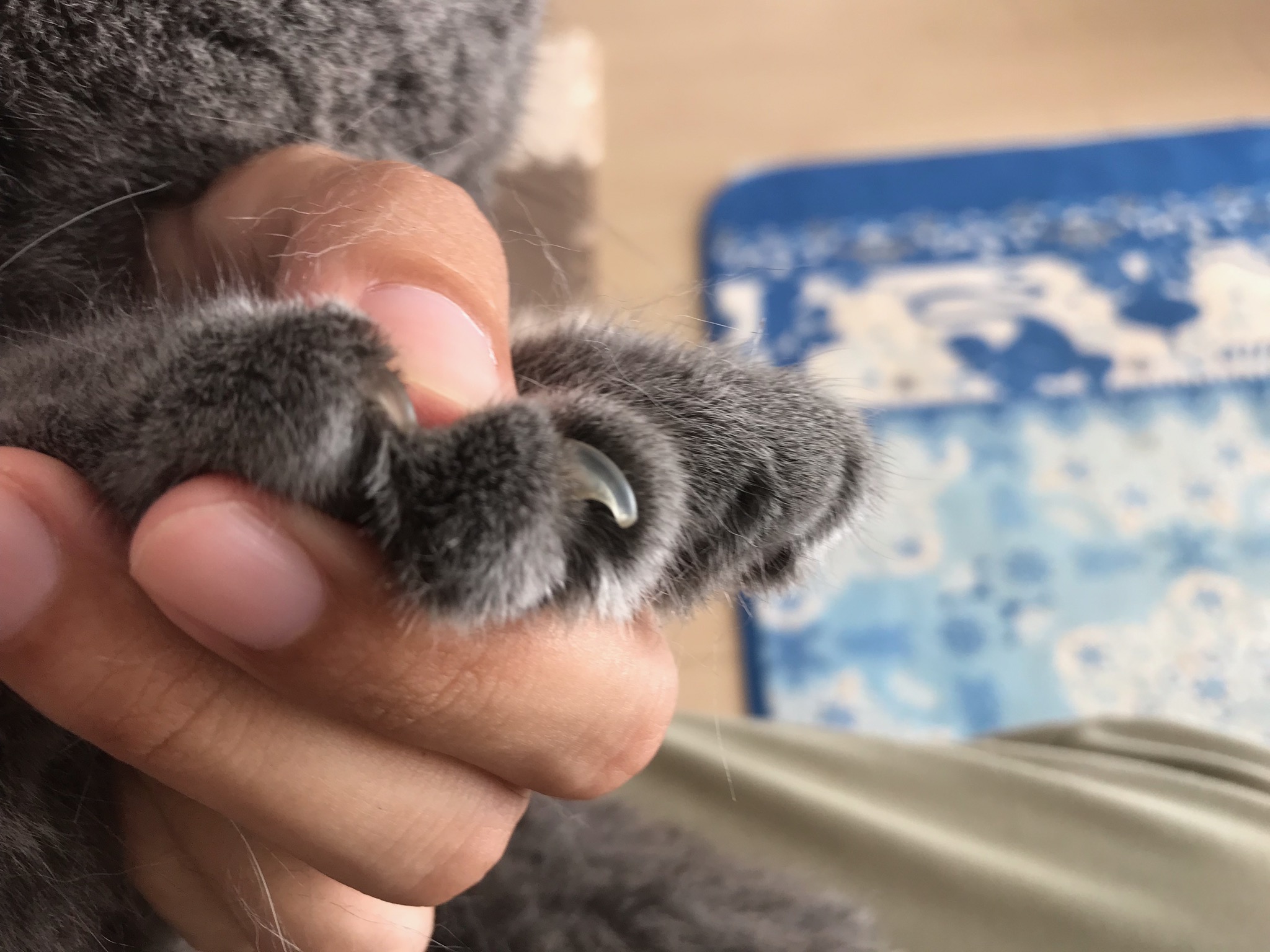 ねこの爪切りって簡単?爪切りのコツや注意点は?