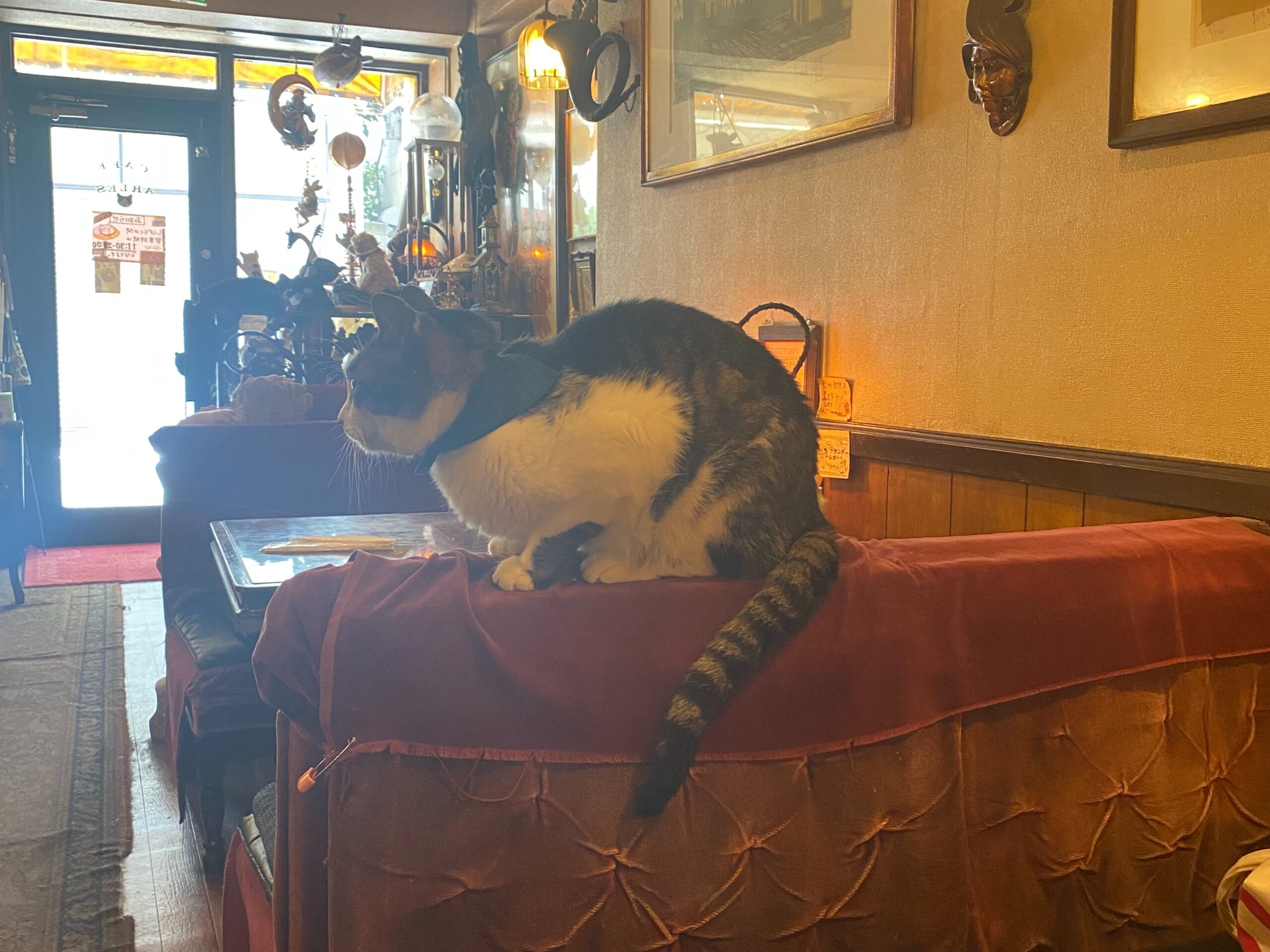 猫のいる新宿の喫茶店「カフェ アルル」は癒し効果抜群。気まぐれ猫とたわむれてきた